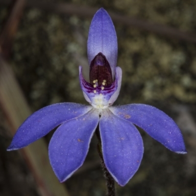 Cyanicula caerulea (Blue Fingers, Blue Fairies) at Bruce, ACT - 27 Sep 2017 by DerekC