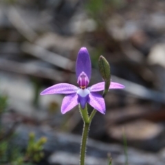 Glossodia major (Wax Lip Orchid) at Canberra Central, ACT - 2 Oct 2017 by petersan