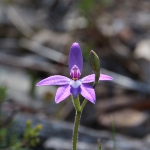 Glossodia major at Canberra Central, ACT - 3 Oct 2017