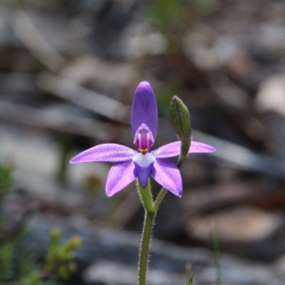 Glossodia major (Wax Lip Orchid) at Mount Majura - 2 Oct 2017 by petersan