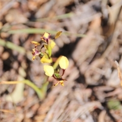 Diuris pardina (Leopard Doubletail) at Hackett, ACT - 3 Oct 2017 by petersan