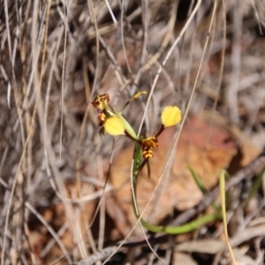 Diuris pardina at Hackett, ACT - suppressed