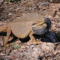 Pogona barbata (Eastern Bearded Dragon) at Hackett, ACT - 2 Oct 2017 by petersan