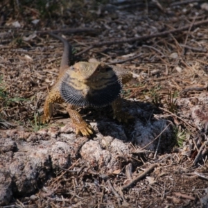 Pogona barbata at Hackett, ACT - 3 Oct 2017