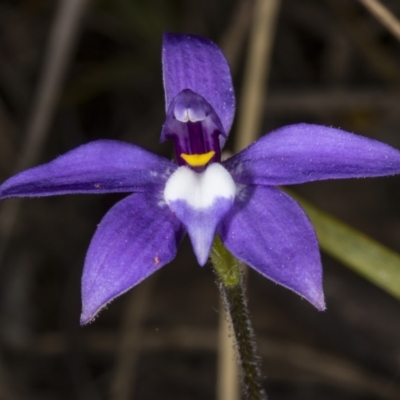 Glossodia major (Wax Lip Orchid) at Bruce, ACT - 27 Sep 2017 by DerekC