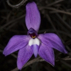 Glossodia major at Bruce, ACT - 27 Sep 2017