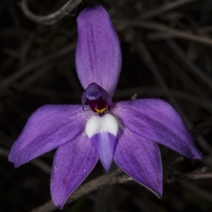 Glossodia major at Bruce, ACT - suppressed