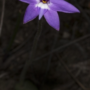 Glossodia major at Bruce, ACT - 27 Sep 2017