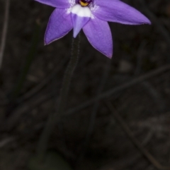 Glossodia major (Wax Lip Orchid) at Bruce, ACT - 27 Sep 2017 by DerekC