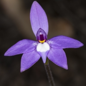 Glossodia major at Canberra Central, ACT - 30 Sep 2017