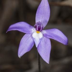 Glossodia major at Canberra Central, ACT - 30 Sep 2017