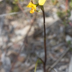 Diuris nigromontana (Black Mountain Leopard Orchid) at Canberra Central, ACT - 30 Sep 2017 by DerekC