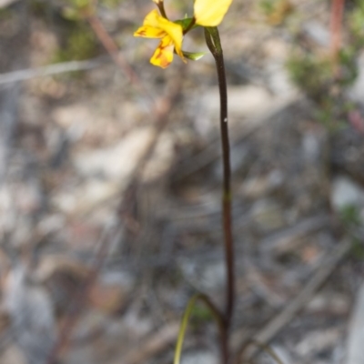 Diuris nigromontana (Black Mountain Leopard Orchid) at Canberra Central, ACT - 30 Sep 2017 by DerekC