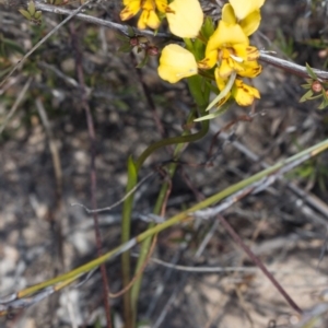 Diuris nigromontana at Canberra Central, ACT - 30 Sep 2017