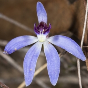 Cyanicula caerulea at Canberra Central, ACT - suppressed