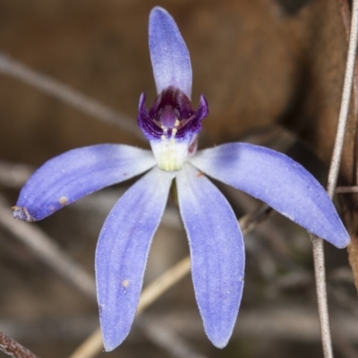 Cyanicula caerulea (Blue Fingers, Blue Fairies) at Canberra Central, ACT - 30 Sep 2017 by DerekC