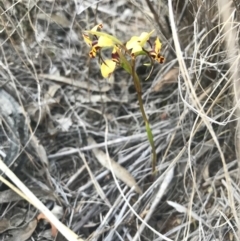 Diuris pardina (Leopard Doubletail) at Mount Majura - 3 Oct 2017 by AaronClausen