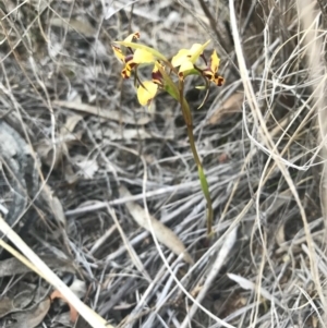 Diuris pardina at Majura, ACT - 3 Oct 2017