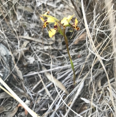 Diuris pardina (Leopard Doubletail) at Mount Majura - 3 Oct 2017 by AaronClausen