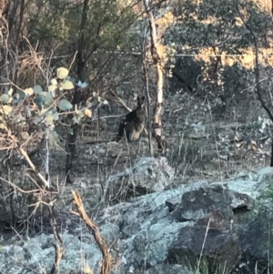 Wallabia bicolor at Majura, ACT - 3 Oct 2017 07:04 PM