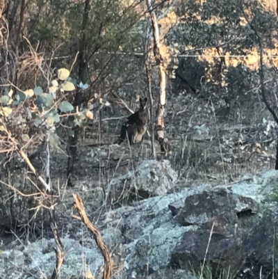 Wallabia bicolor (Swamp Wallaby) at Mount Majura - 3 Oct 2017 by AaronClausen