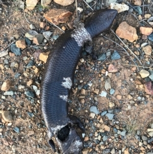 Tiliqua rugosa at Majura, ACT - 3 Oct 2017