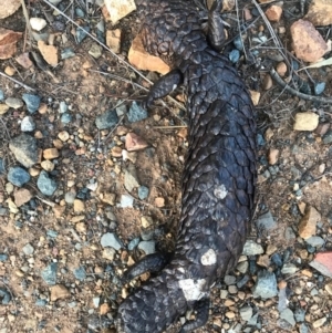 Tiliqua rugosa at Majura, ACT - 3 Oct 2017 07:04 PM