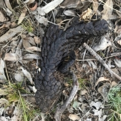 Tiliqua rugosa (Shingleback Lizard) at Majura, ACT - 3 Oct 2017 by AaronClausen