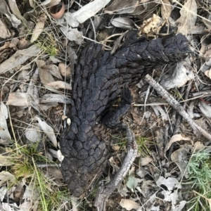 Tiliqua rugosa at Majura, ACT - 3 Oct 2017