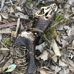 Tiliqua rugosa at Majura, ACT - 3 Oct 2017 07:05 PM