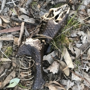 Tiliqua rugosa at Majura, ACT - 3 Oct 2017