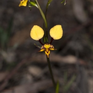 Diuris pardina at Gungahlin, ACT - suppressed