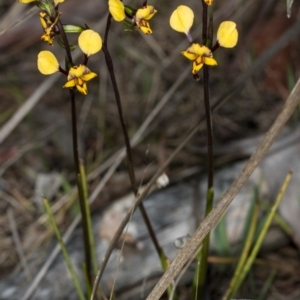 Diuris pardina at Gungahlin, ACT - suppressed