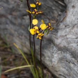 Diuris pardina at Gungahlin, ACT - suppressed