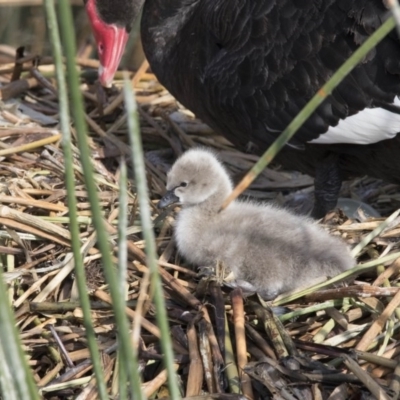 Cygnus atratus (Black Swan) at Kingston, ACT - 3 Oct 2017 by AlisonMilton