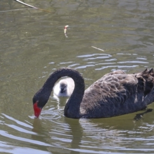 Cygnus atratus at Kingston, ACT - 3 Oct 2017