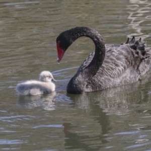 Cygnus atratus at Kingston, ACT - 3 Oct 2017