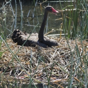 Cygnus atratus at Kingston, ACT - 3 Oct 2017 01:42 PM