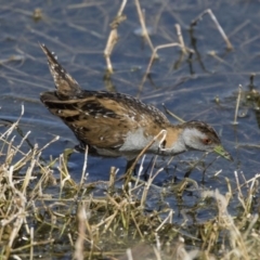 Zapornia pusilla (Baillon's Crake) at Fyshwick, ACT - 2 Oct 2017 by Alison Milton