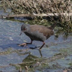 Zapornia tabuensis (Spotless Crake) at Fyshwick, ACT - 3 Oct 2017 by Alison Milton