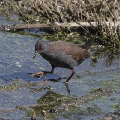 Zapornia tabuensis (Spotless Crake) at Fyshwick, ACT - 3 Oct 2017 by Alison Milton