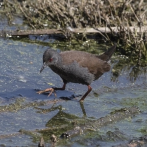 Zapornia tabuensis at Fyshwick, ACT - 3 Oct 2017