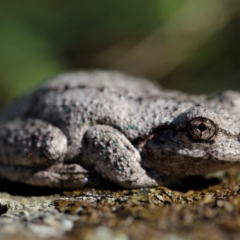 Litoria peronii (Peron's Tree Frog, Emerald Spotted Tree Frog) at QPRC LGA - 5 Mar 2012 by Wandiyali