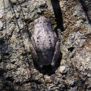 Litoria peronii at Googong, NSW - 5 Mar 2012