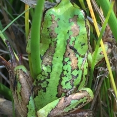 Litoria verreauxii verreauxii (Whistling Tree-frog) at Bobundara, NSW - 14 Apr 2016 by Wandiyali