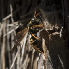 Polistes (Polistes) chinensis (Asian paper wasp) at Fyshwick, ACT - 3 Oct 2017 by AlisonMilton