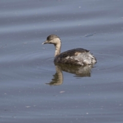 Poliocephalus poliocephalus (Hoary-headed Grebe) at Jerrabomberra Wetlands - 2 Oct 2017 by Alison Milton