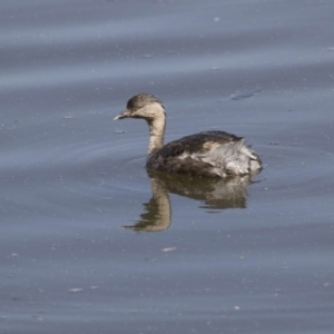 Poliocephalus poliocephalus at Fyshwick, ACT - 3 Oct 2017 09:48 AM