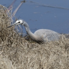 Egretta novaehollandiae (White-faced Heron) at Fyshwick, ACT - 3 Oct 2017 by Alison Milton