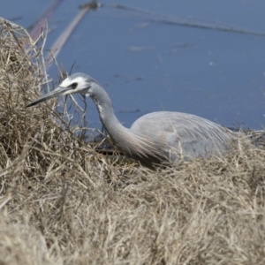 Egretta novaehollandiae at Fyshwick, ACT - 3 Oct 2017